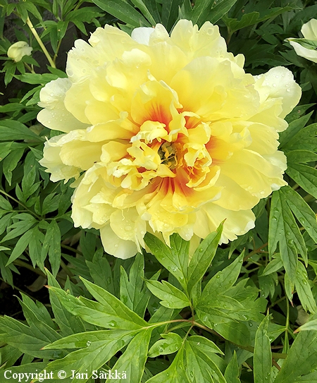 Paeonia Itoh-Ryhm 'Bartzella', itoh-pensaspioni